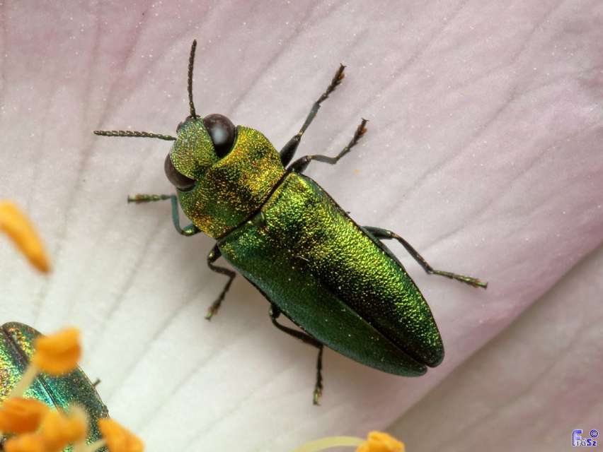 Anthaxia nitidula - ragyogó virágdíszbogár
