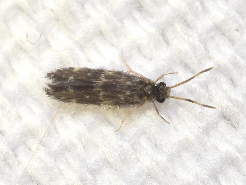 Hydroptilidae