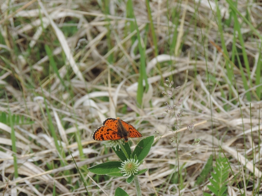 Melitaea didyma - tüzes tarkalepke
