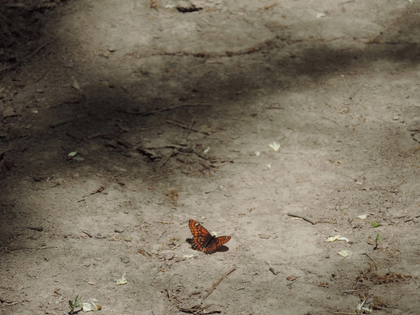 Euphydryas maturna - díszes tarkalepke