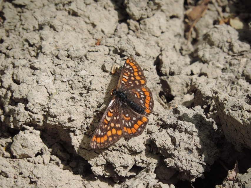 Euphydryas maturna - díszes tarkalepke