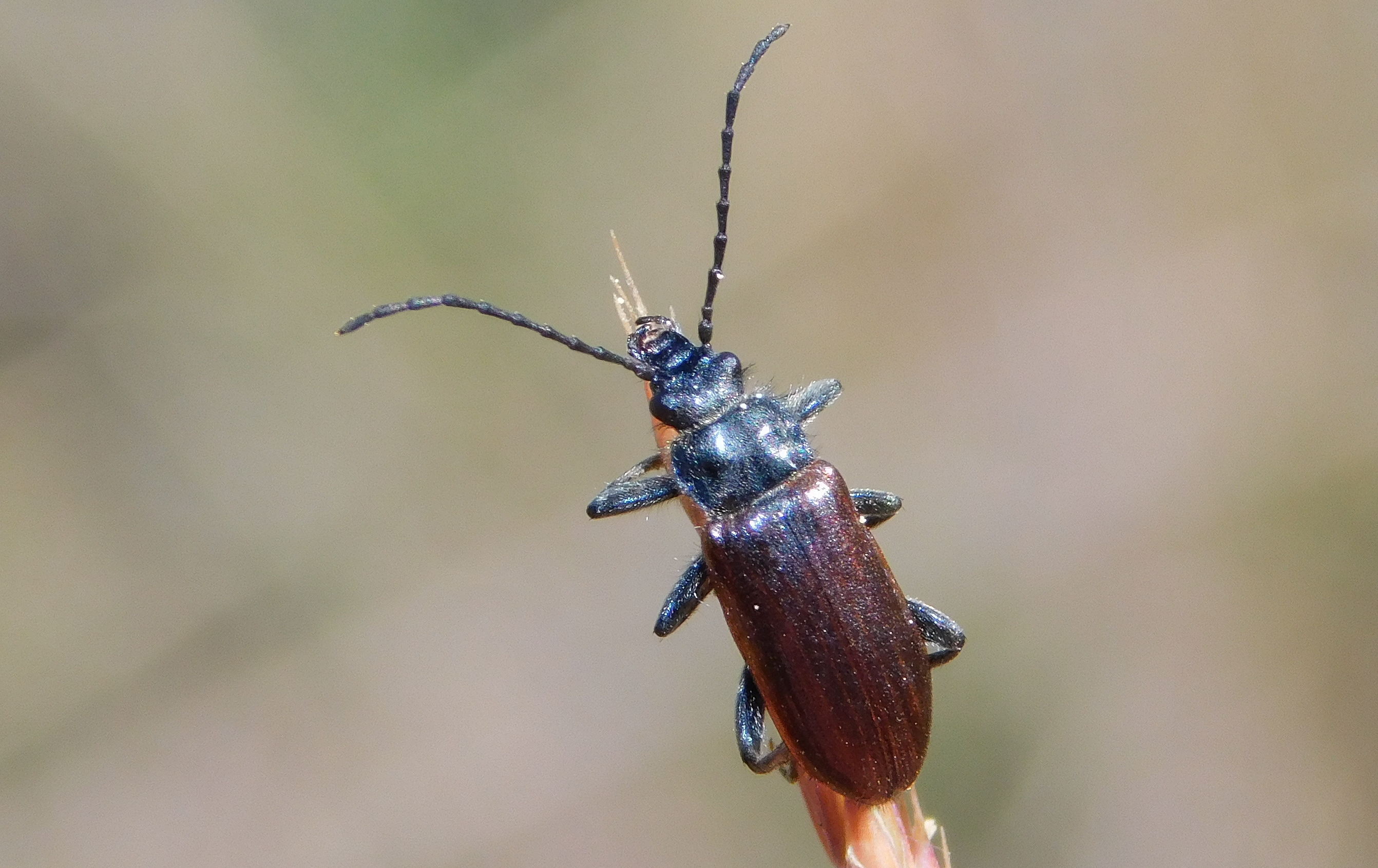 Omophlus lividipes - kis pejbogár