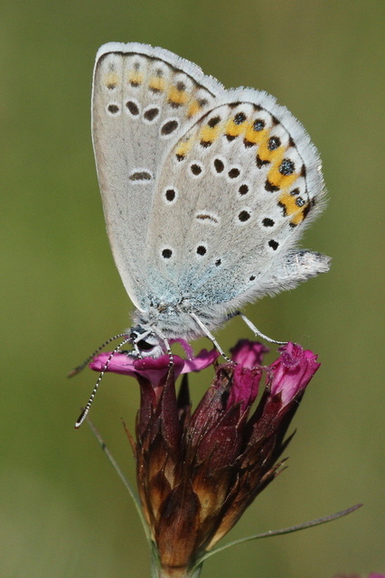 Plebejus idas - északi boglárka