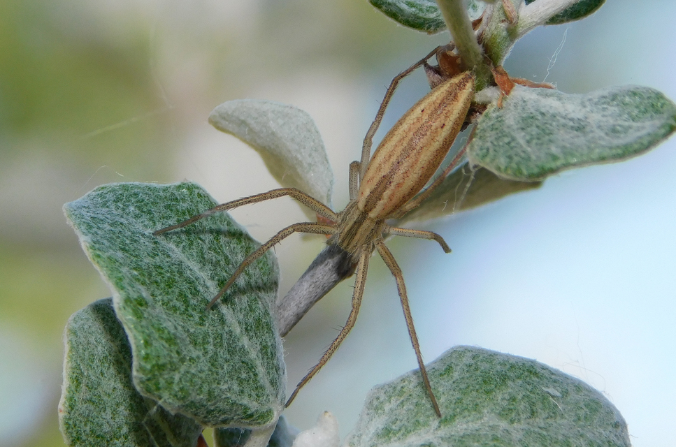 Tibellus