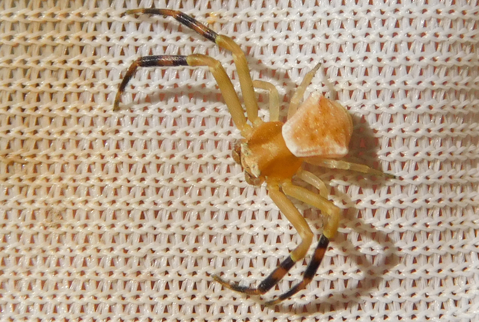 Thomisus onustus - fehér karolópók