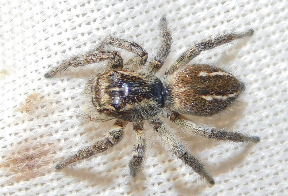 Philaeus chrysops - piros ugrópók
