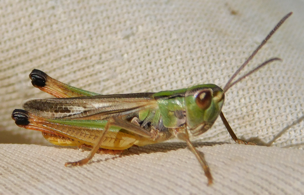 Stenobothrus fischeri - Fischer-rétisáska