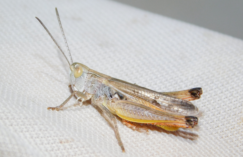 Stenobothrus fischeri - Fischer-rétisáska
