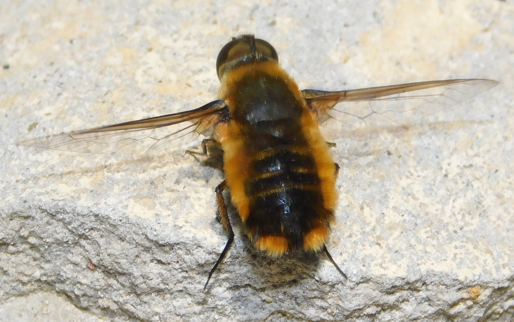 Villa hottentotta - sárga borzaslégy