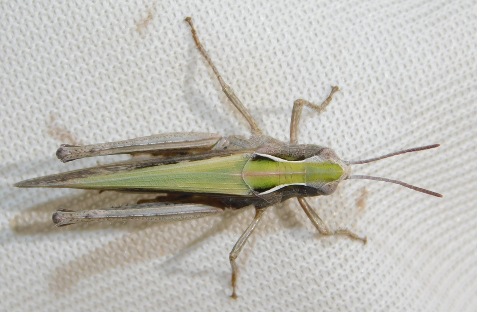 Omocestus rufipes - vöröshasú tarlósáska