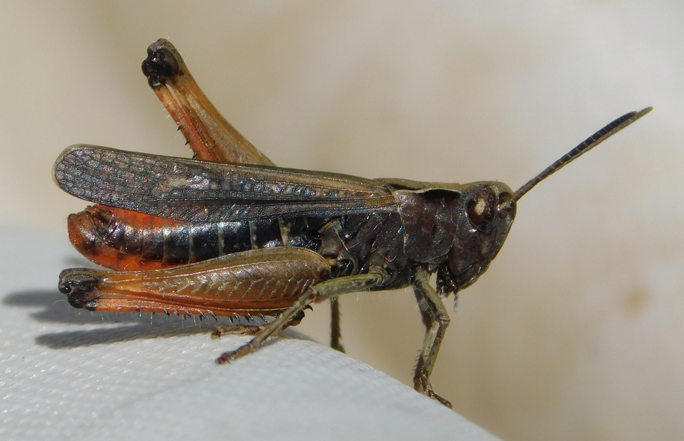 Omocestus rufipes - vöröshasú tarlósáska