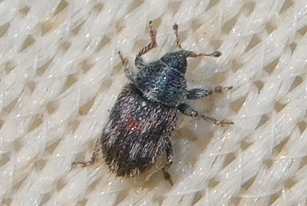 Mecinus labilis - tarka útifűormányos