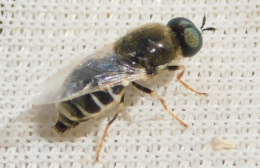 Stratiomyidae - katonalégyfélék