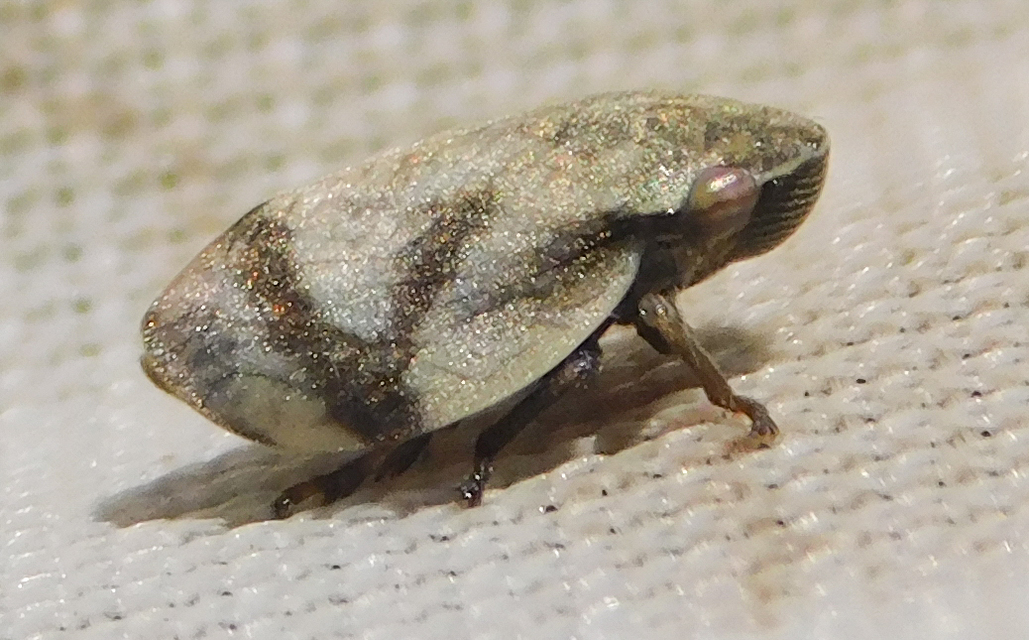 Lepyronia coleoptrata