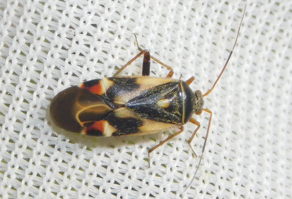 Polymerus Polymerus