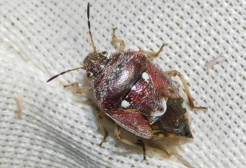 Stagonomus amoenus Stagonomus amoenus