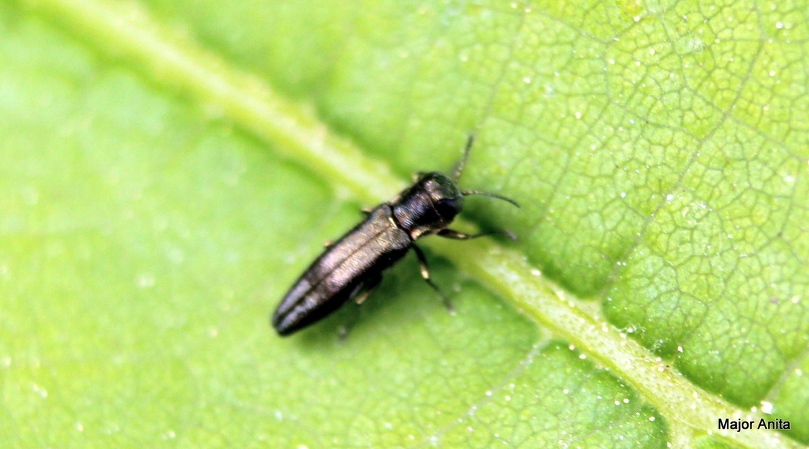 Agrilus derasofasciatus - szőlő-karcsúdíszbogár