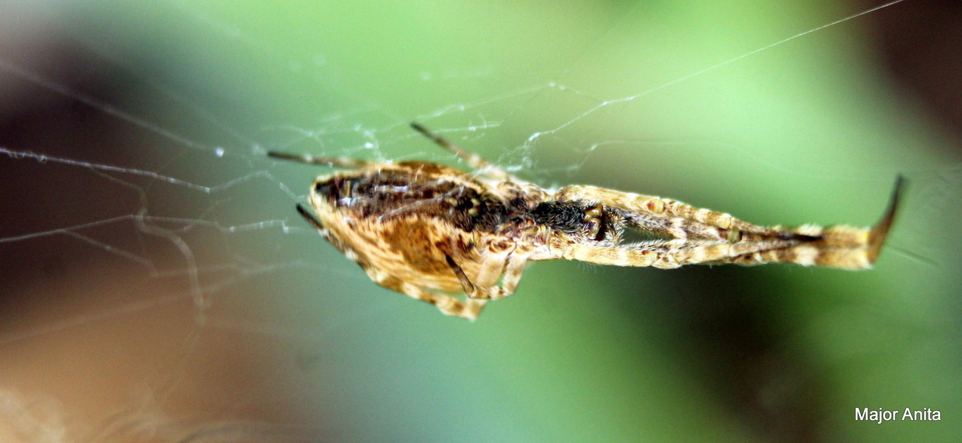 Uloborus walckenaerius - derespók