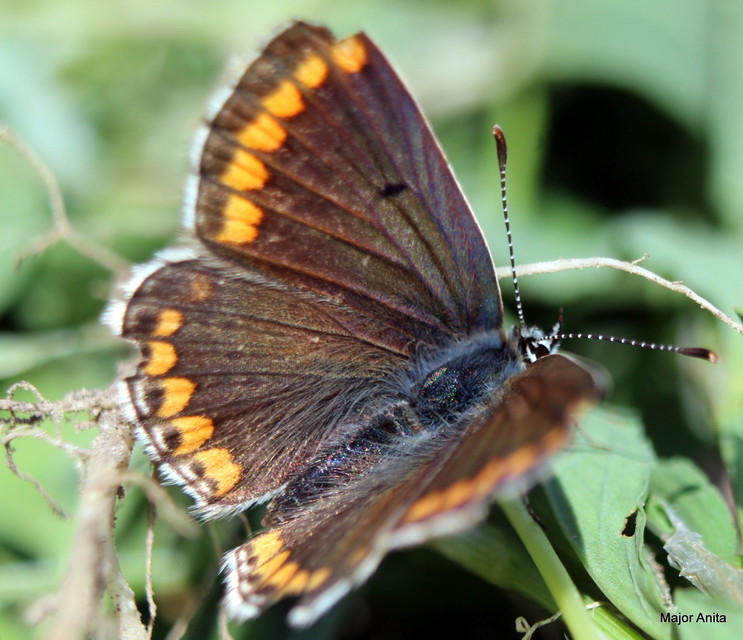 Aricia agestis - szerecsenboglárka