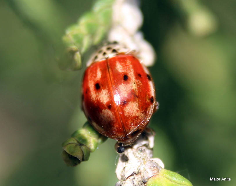 Harmonia quadripunctata - négypettyes katica