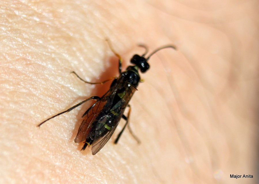Cephidae - szalmadarazsak