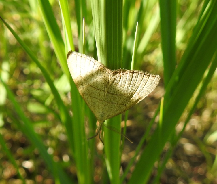 Polypogon tentacularia - sötétaljú karcsúbagoly