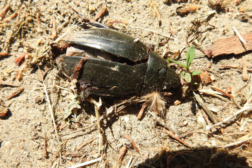 Hydrophilus piceus - közönséges óriáscsibor