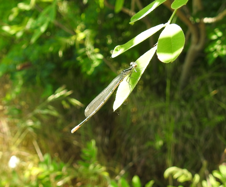 Coenagrion puella - azúrkék légivadász
