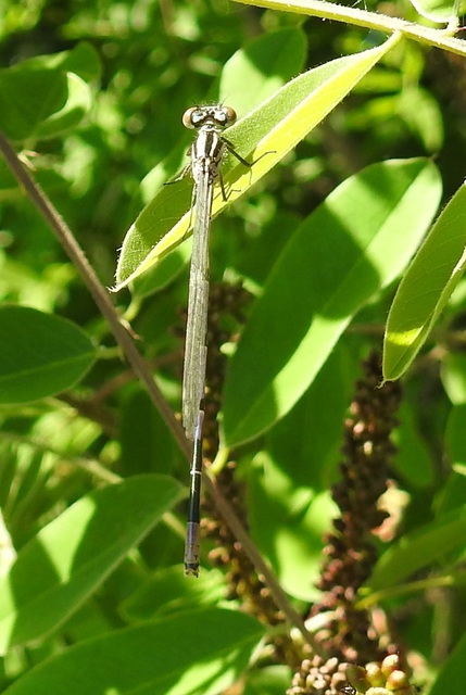 Coenagrion puella - azúrkék légivadász