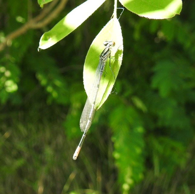 Coenagrion puella - azúrkék légivadász