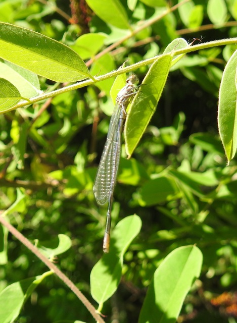 Coenagrion puella - azúrkék légivadász