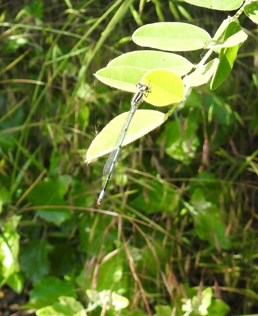 Coenagrion puella - azúrkék légivadász