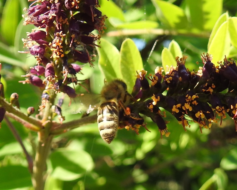Apis mellifera - háziméh