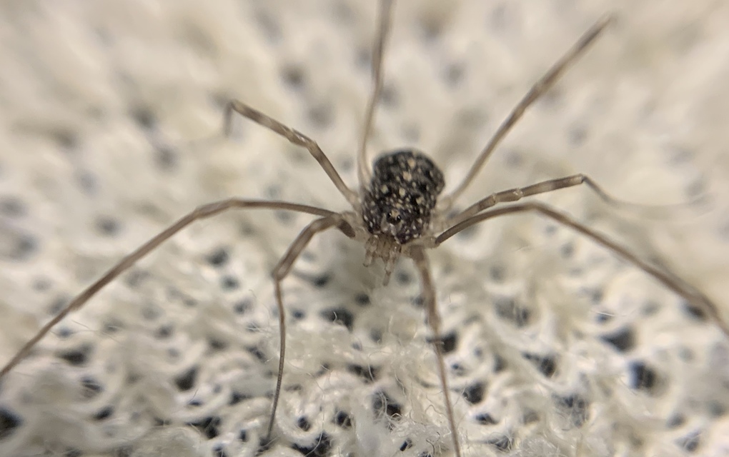 Opilio saxatilis