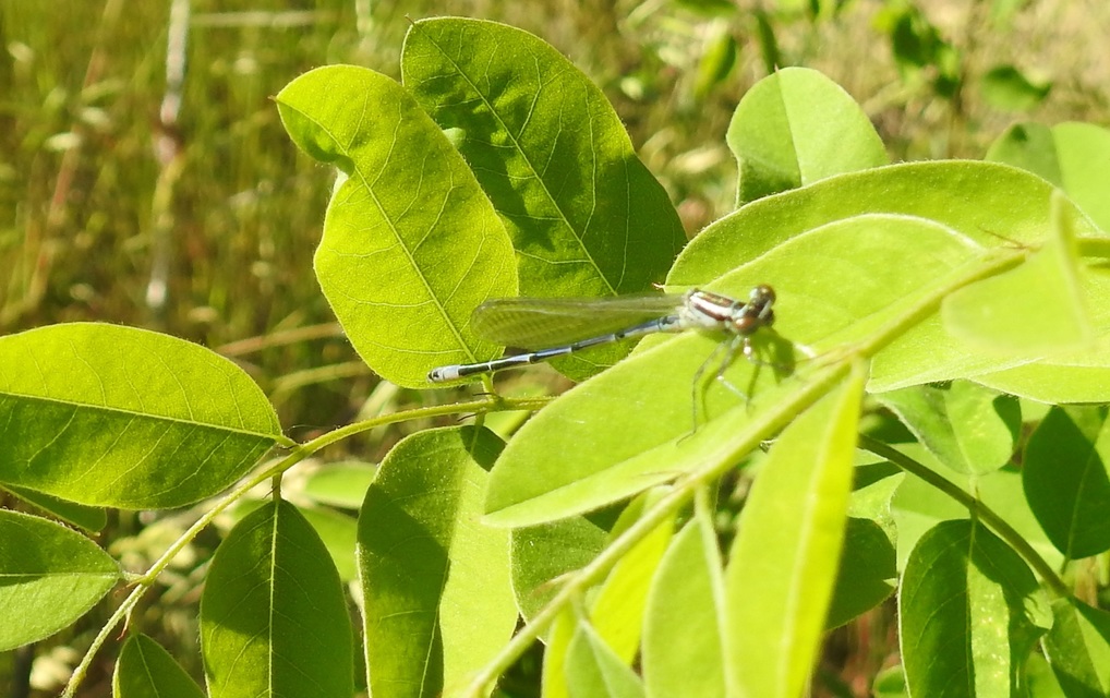 Coenagrion puella - azúrkék légivadász