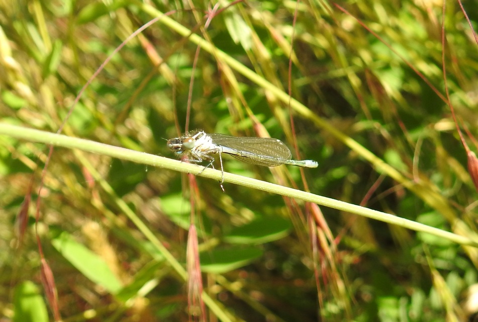 Coenagrion puella - azúrkék légivadász