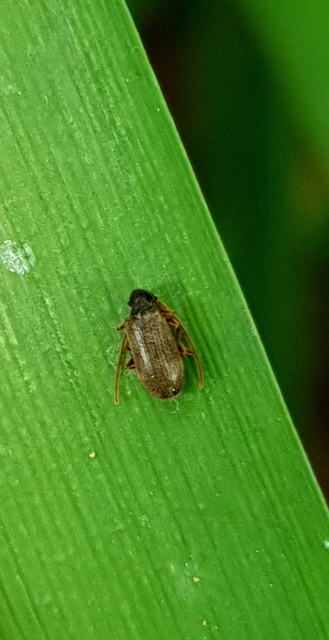Ptinus rufipes - vöröslábú tolvajbogár