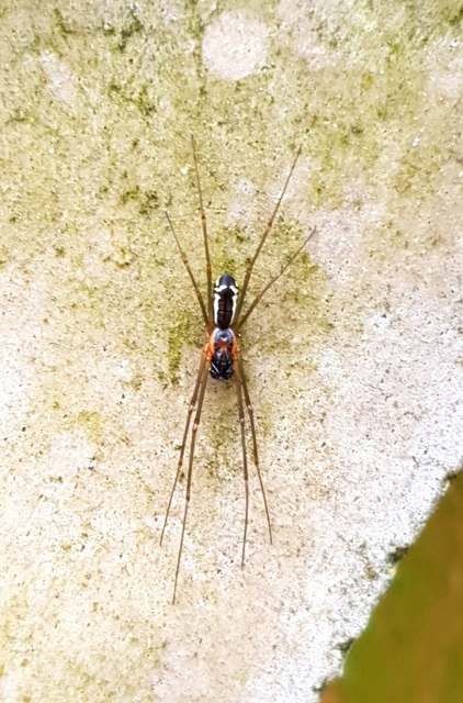 Linyphiidae - vitorláspókok