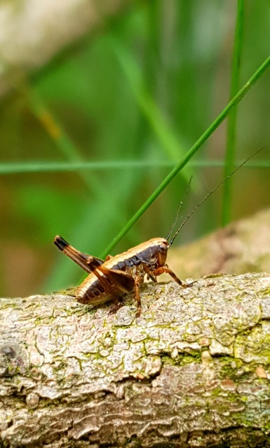 Pholidoptera griseoaptera - szürke avarszöcske