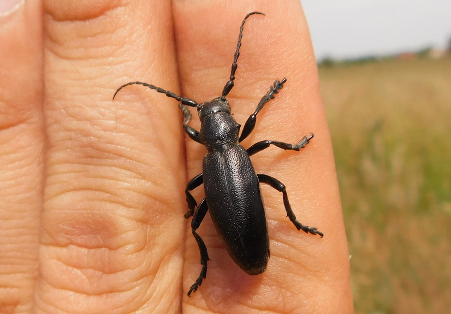 Dorcadion aethiops - fekete gyalogcincér