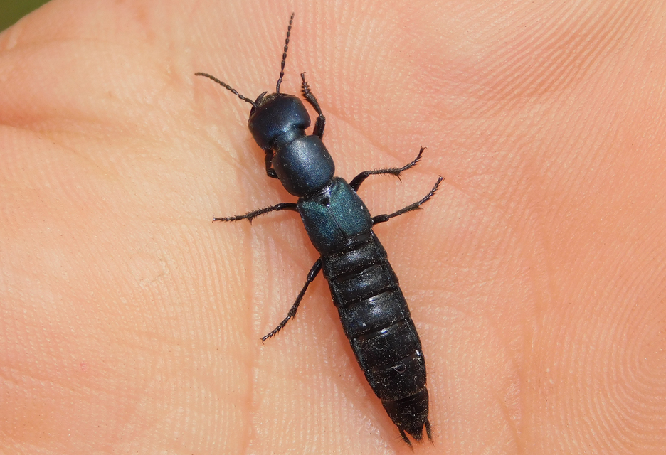 Ocypus ophthalmicus - kék holyva