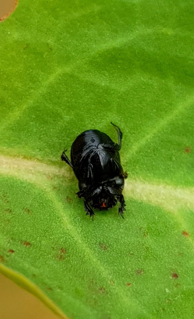 Onthophagus ovatus - apró trágyatúró