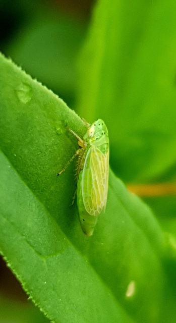 Graphocraerus ventralis