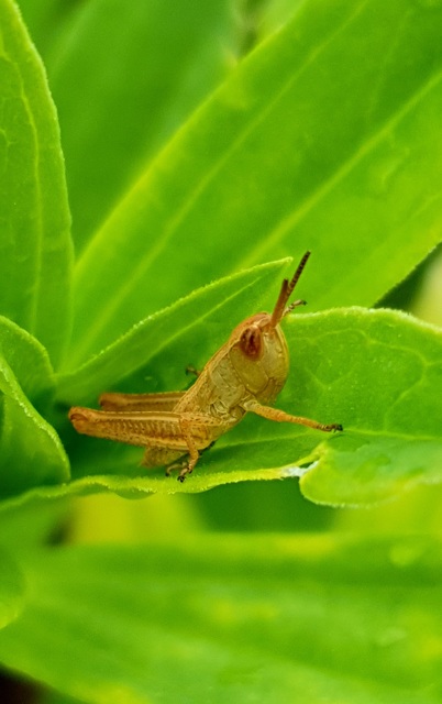 Chorthippus (Chorthippus) (subgenus)