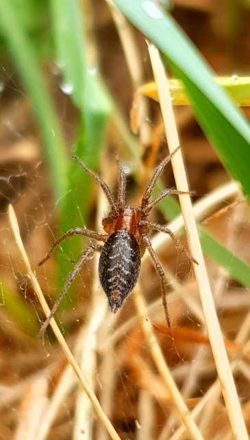 Agelena labyrinthica - illó tölcsérpók