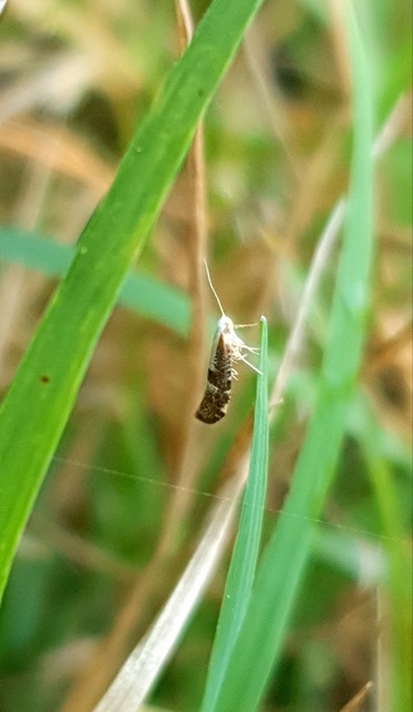 Argyresthia