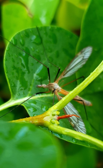 Tipula