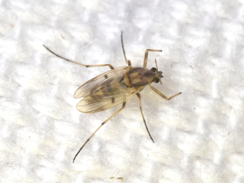 Chironomidae - árvaszúnyogok