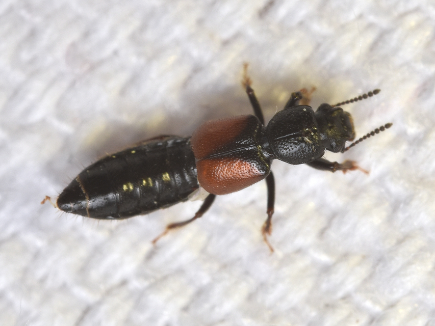 Bledius tricornis - háromszarvú ásóholyva Bledius tricornis - háromszarvú ásóholyva