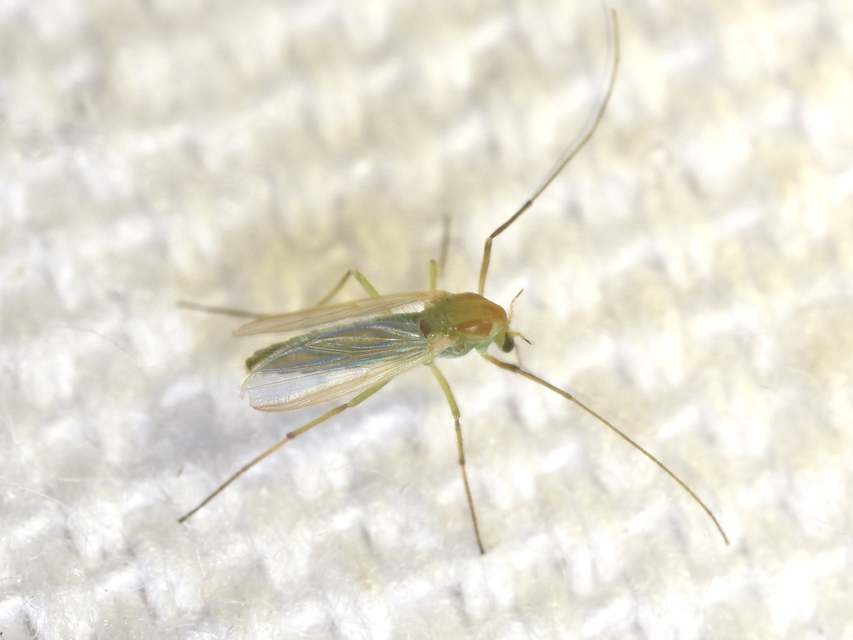 Chironomidae - árvaszúnyogok